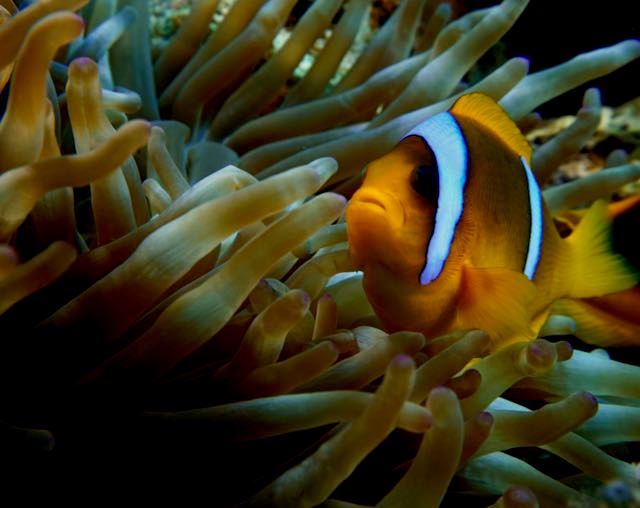 Assistant Diver - handicap ( privat undervisning )