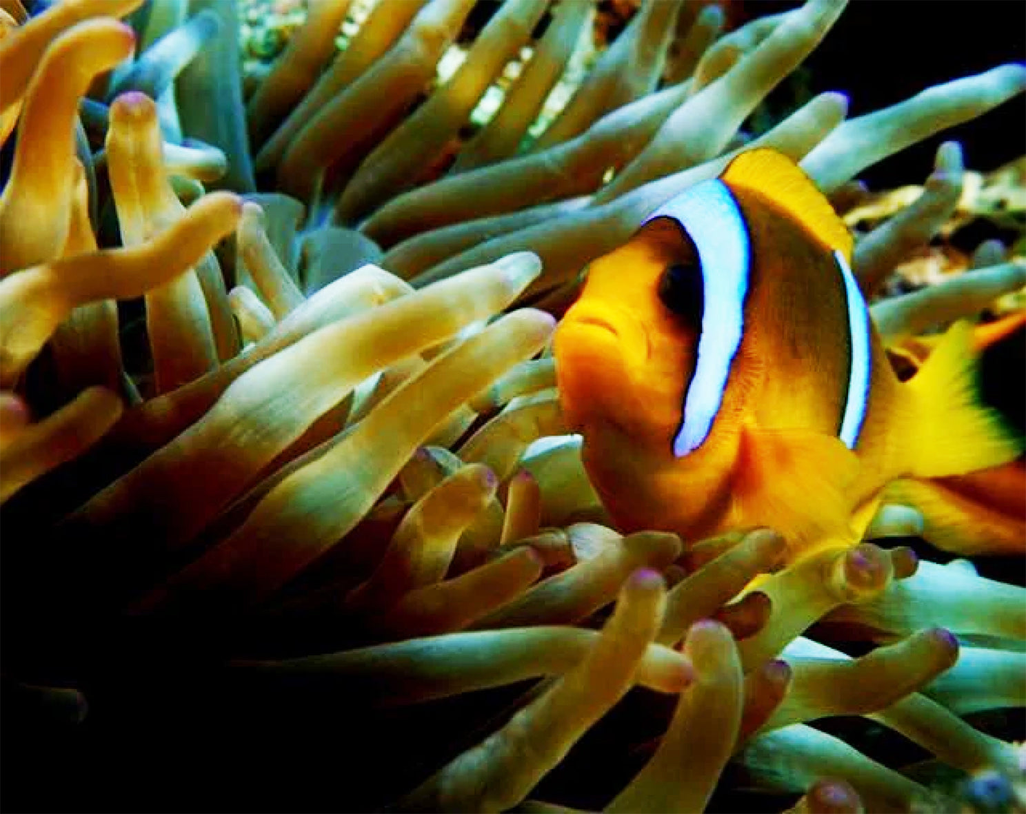 Dykkerrejse - Egypten Marsa Shagra - 18.10.26  til 25.10. 26