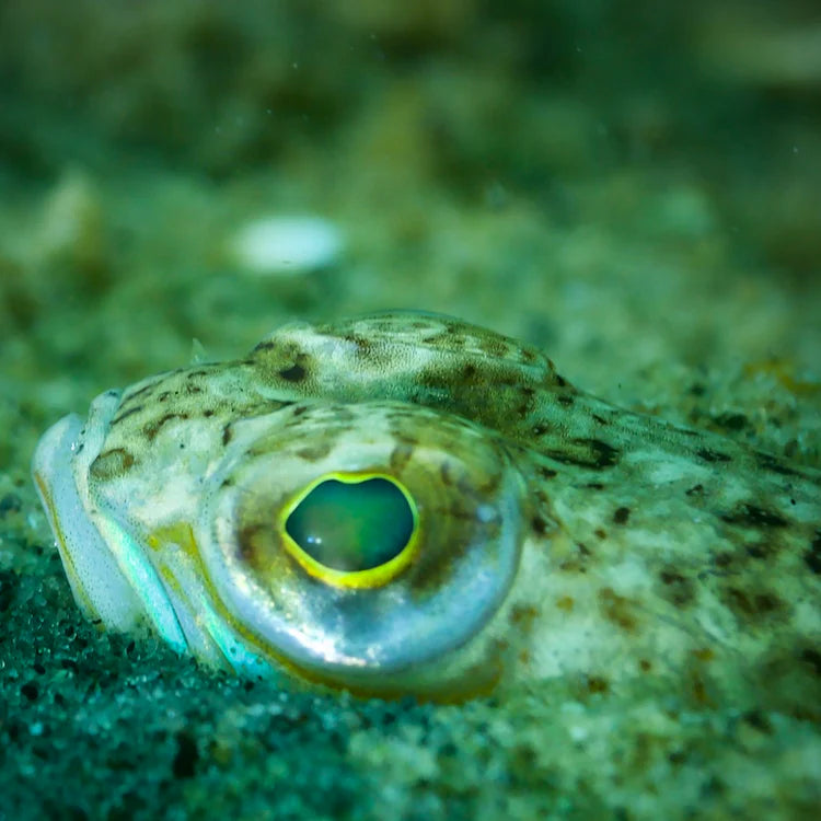 Snorkling i svømmehal eller i Hav ( kursus/tur )