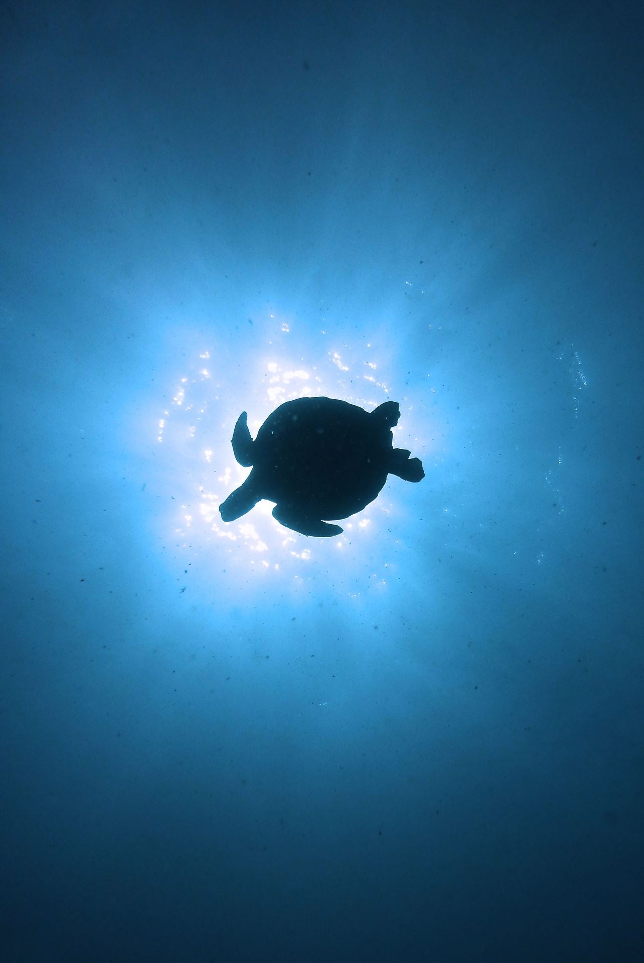 Galapagos liveaboard 20 dyk