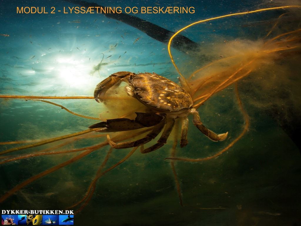 Fotokursus Modul 2 - Lyssætning og beskæring