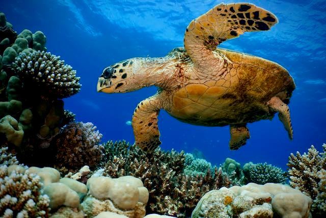 Dykkerrejse - Egypten Sharm El sheik - 25.10.26  til 01.11.2026